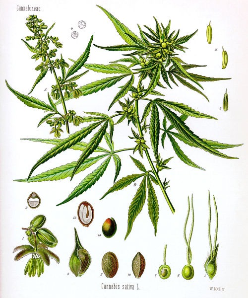 Cannabis sativa - foto preluat de pe ro.wikipedia.org