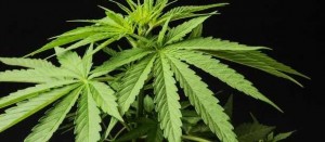 cover-marijuana-618x270