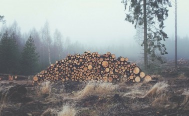 Păduri tăiate - foto - epochtimes-romania.com