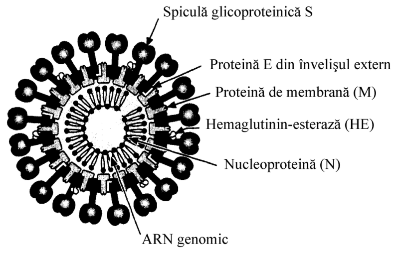 Schema unui coronavirus cu evidențierea principalelor componente - foto preluat de pe ro.wikipedia.org